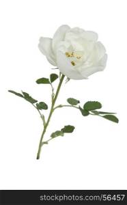 one flower white wild rose on a white background. flower white wild rose
