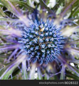 one fresh blue Thistle (eryngium) bloom close up