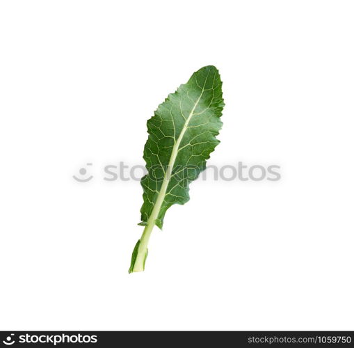one fresh green broccoli leaf isolated on white background, close up