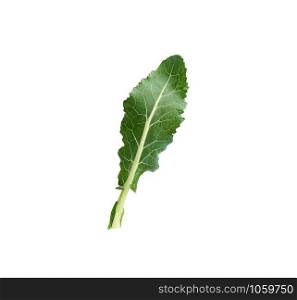 one fresh green broccoli leaf isolated on white background, close up