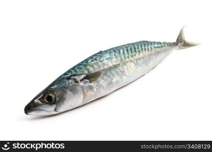 one fresh mackerel fish over white background