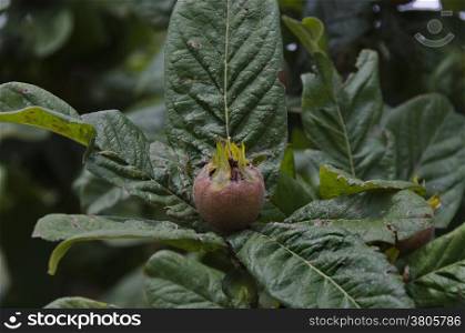 One fresh medlar fruit in the twig