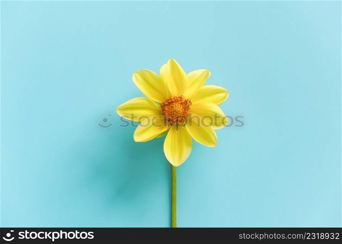 One fresh natural yellow flower on blue background, close-up. Concept Hello spring, good morning. Top view Creative Flat lay Copy space Template for your design.. One fresh natural yellow flower on blue background, close-up. Concept Hello spring, good morning. Top view Creative Flat lay Copy space Template for your design