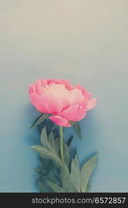 One fresh peony flower with copy space on blue wooden background, retro toned. Fresh peonies on blue