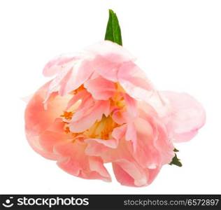 One fresh pink peony flower bud with leaf isolated on white background. Fresh peony flowers