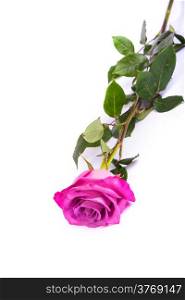 One fresh pink rose isolated on a white background