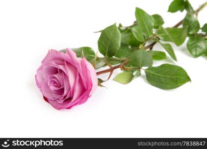 One fresh pink rose isolated on a white background
