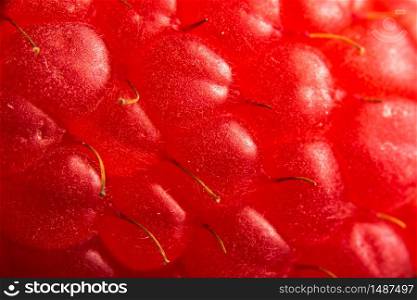 One fresh raspberry closeup macro. Detailed shoot. One fresh raspberry closeup macro background.