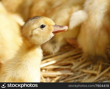 One funny yellow duckling against the background of his flock