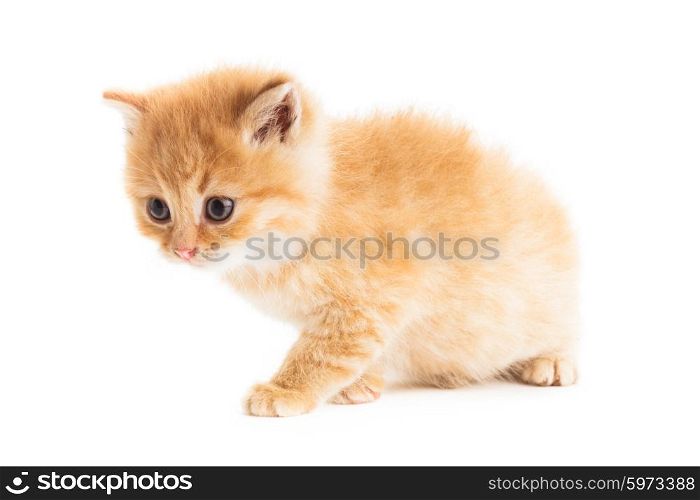 one gingerfur kitten isolated on white background. one red kitten