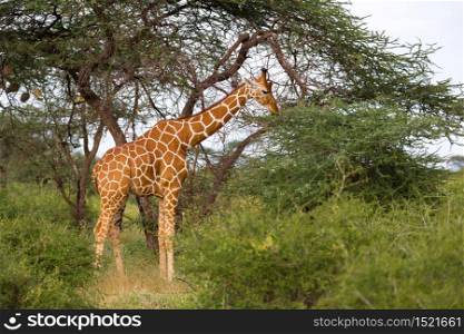 One giraffe eats the leaves of the acacia tree. A giraffe eats the leaves of the acacia tree