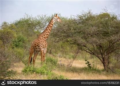 One giraffe is standing between the bush in the savannah