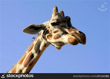 One giraffe neck and head over blue sunny sky
