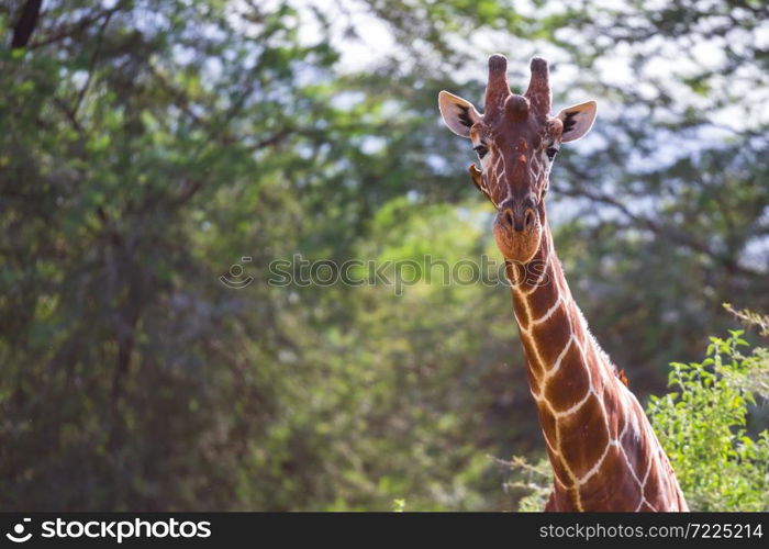 One giraffe stands between the acacia trees. A giraffe stands between the acacia trees