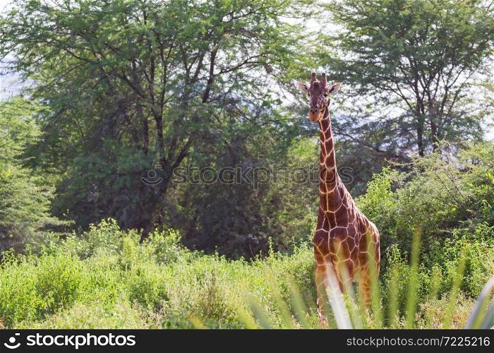 One giraffe stands between the acacia trees. A giraffe stands between the acacia trees