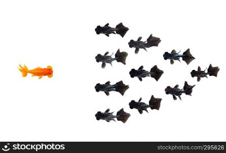 One goldfish confront group of small black goldfish isolated on white background represents courage or the idea of inspiring business ideas. Business concept. Animal. Pet.