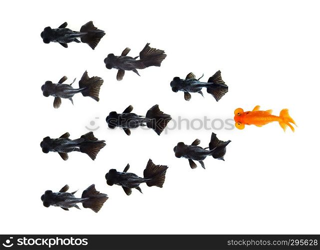 One goldfish following group of small black goldfish isolated on white background Represents a different idea of doing business. Business concept. Animal. Pet.