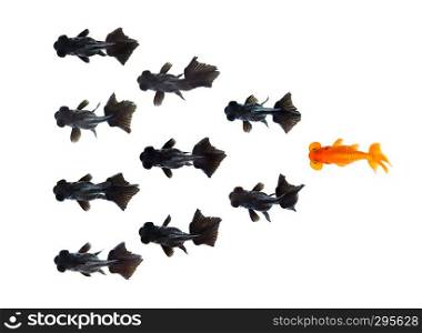 One goldfish following group of small black goldfish isolated on white background Represents a different idea of doing business. Business concept. Animal. Pet.