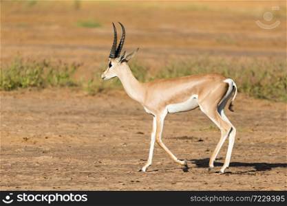 One Grant Gazelle stands in the middle of the grassy landscape of Kenya. A Grant Gazelle stands in the middle of the grassy landscape of Kenya