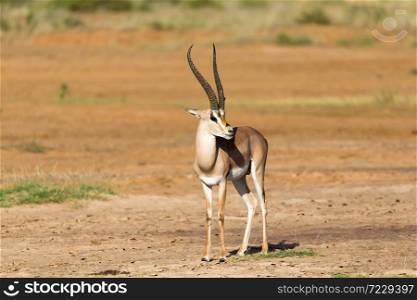 One Grant Gazelle stands in the middle of the grassy landscape of Kenya. A Grant Gazelle stands in the middle of the grassy landscape of Kenya