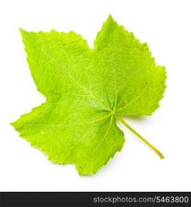 One grape leaf isolated on white, close up