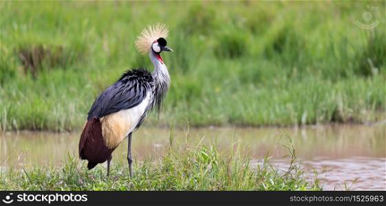 One gray-necked crowned crane stands on the bank of a river. A gray-necked crowned crane stands on the bank of a river