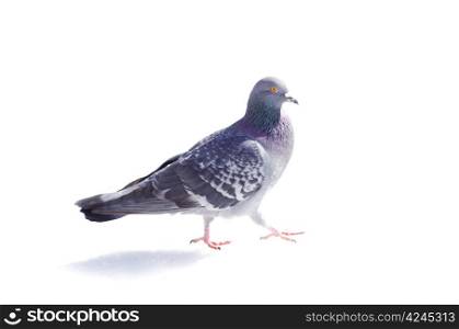 One gray pigeon isolated on white background