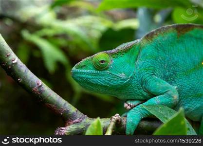 One green chameleon on a branch in close-up. A green chameleon on a branch in close-up