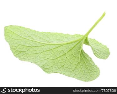One green leaf. Back view. Isolated on white background. Close-up. Studio photography.