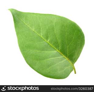 One green leaf isolated on white background. Close-up. Studio photography.