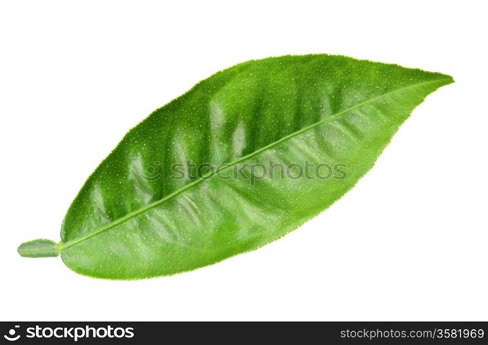 One green leaf of citrus-tree. Isolated on white background. Close-up. Studio photography.