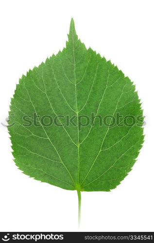 One green leaf of linden-tree isolated on white background. Close-up. Studio photography.