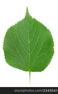 One green leaf of linden-tree isolated on white background. Close-up. Studio photography.