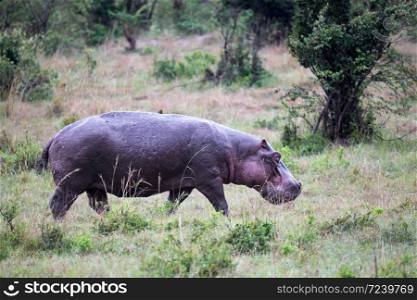One hippo in the savannah of Kenya. A hippo in the savannah of Kenya