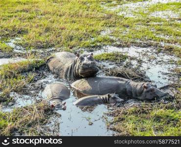 One hippo lifts it&rsquo;s head to look at the spectators, while the other three lie comfortably, and unconcerned in the shallow water among lush green grass in the Chobe river.