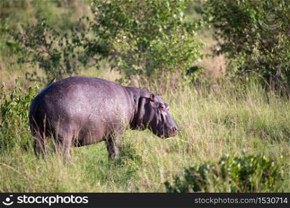 One hippopotamus runs on a grass meadow. A hippopotamus runs on a grass meadow