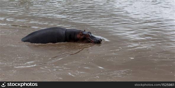 One hippopotamus sits in the water of a lake. A hippopotamus sits in the water of a lake