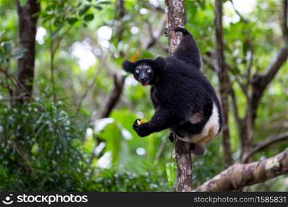 One Indri lemur on the tree watches the visitors to the park. An Indri lemur on the tree watches the visitors to the park