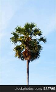 One isolated tropical sugar palm tree against empty blue winter sky