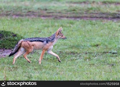 One jackal in the savannah of Kenya. A jackal in the savannah of Kenya