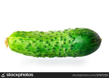 one juicy green cucumber on white background macro