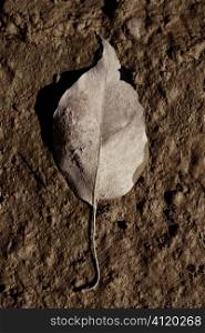One leaf in autumn weather, brown clay mud