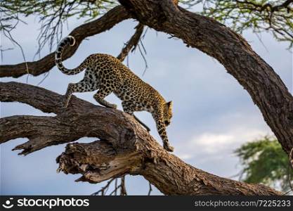 One leopard is walking up and down the tree on its branches. A leopard is walking up and down the tree on its branches