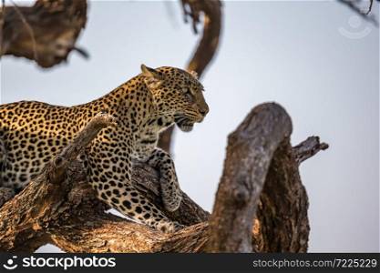 One leopard rests on the branch of a tree. A leopard rests on the branch of a tree