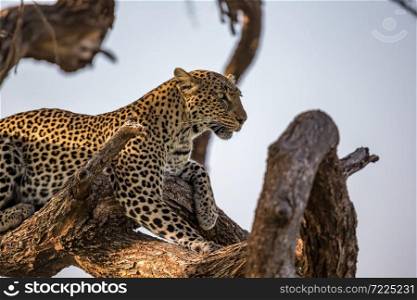 One leopard rests on the branch of a tree. A leopard rests on the branch of a tree