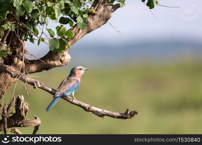 One lilac breast roll sits on a tree branch. A lilac breast roll sits on a tree branch