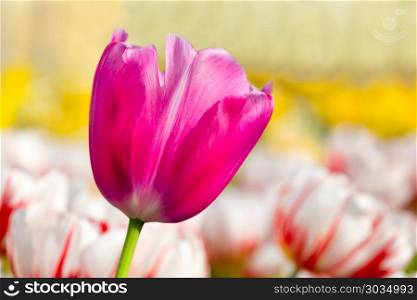 One lilac pink tulip in flower field with tulips. One lilac pink tulip in flower field with white red tulips