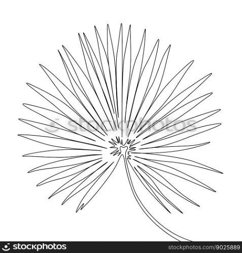 One line drawing fan palm leaf. Continuous line exotic tropical plant.