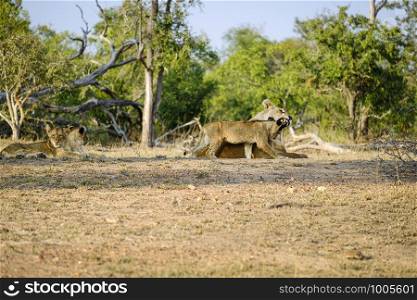 One lioness getting angry with cub while two others rest