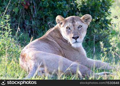 One lioness has made herself comfortable in the grass and is resting. A lioness has made herself comfortable in the grass and is resting
